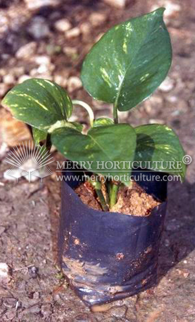 Scindapsus aureus 'Money Plants'